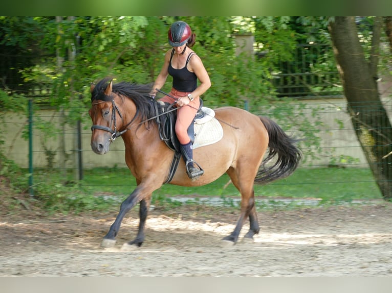 Hutsul Caballo castrado 8 años 143 cm Bayo in Ramsau