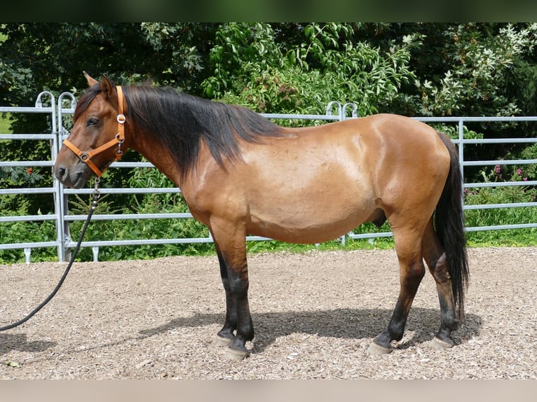 Hutsul Caballo castrado 8 años 143 cm Bayo in Ramsau