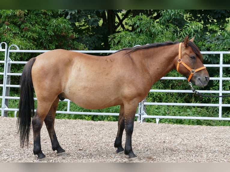 Hutsul Caballo castrado 8 años 143 cm Bayo in Ramsau