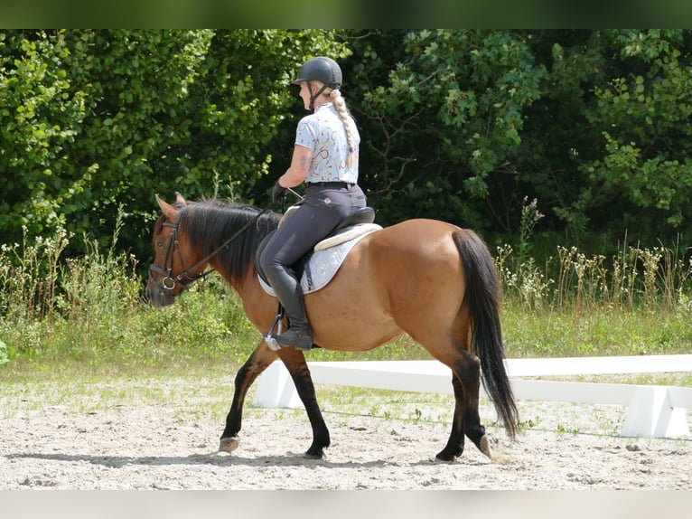 Hutsul Caballo castrado 8 años 143 cm Bayo in Ramsau