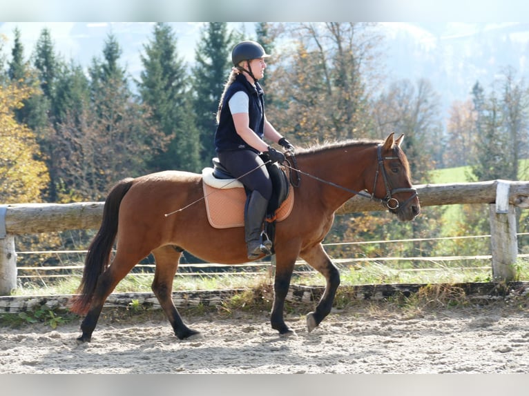 Hutsul Caballo castrado 8 años 143 cm Bayo in Ramsau