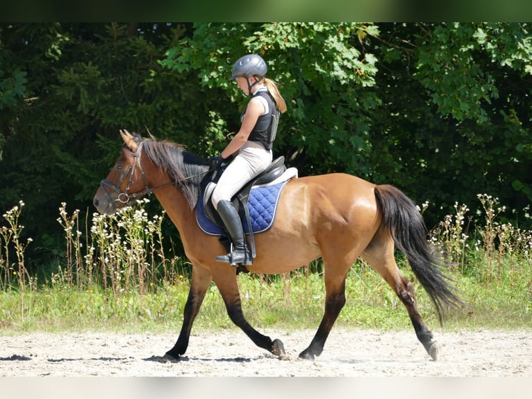 Hutsul Caballo castrado 8 años 143 cm Bayo in Ramsau