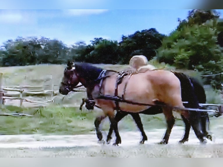 Hutsul Caballo castrado 8 años 143 cm Bayo in Ramsau