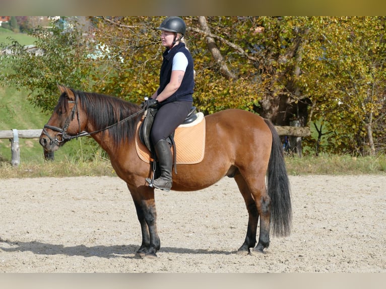 Hutsul Caballo castrado 8 años 143 cm Bayo in Ramsau