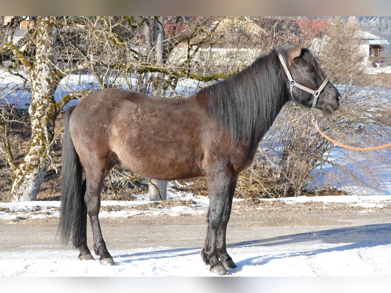 Hutsul Caballo castrado 8 años 143 cm Bayo in Ramsau