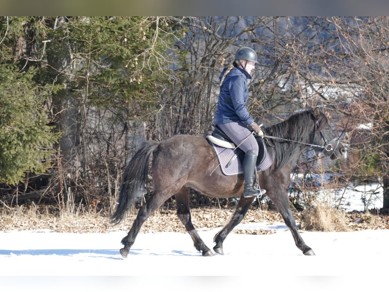 Hutsul Caballo castrado 8 años 143 cm Bayo in Ramsau