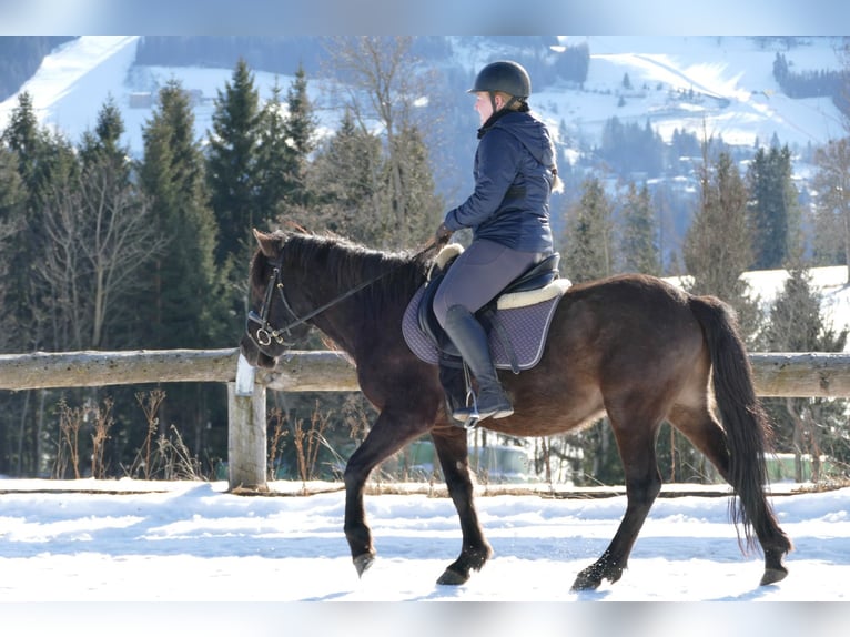 Hutsul Caballo castrado 8 años 143 cm Bayo in Ramsau