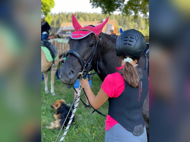 Hutsul Caballo castrado 8 años 143 cm Negro in Donaueschingen