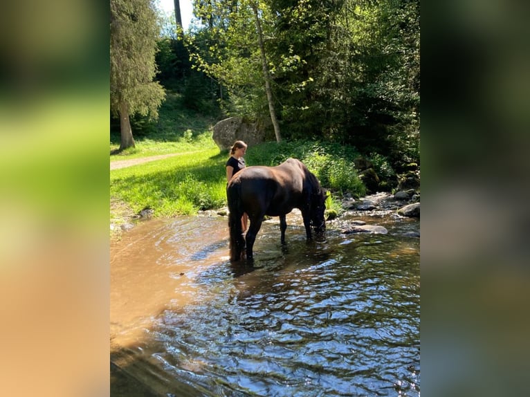 Hutsul Caballo castrado 8 años 143 cm Negro in Donaueschingen