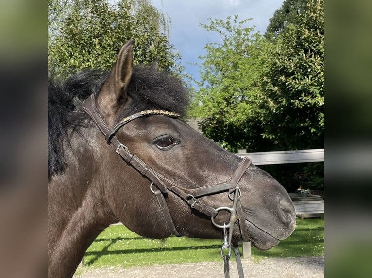 Hutsul Caballo castrado 8 años 145 cm Castaño in Weroth