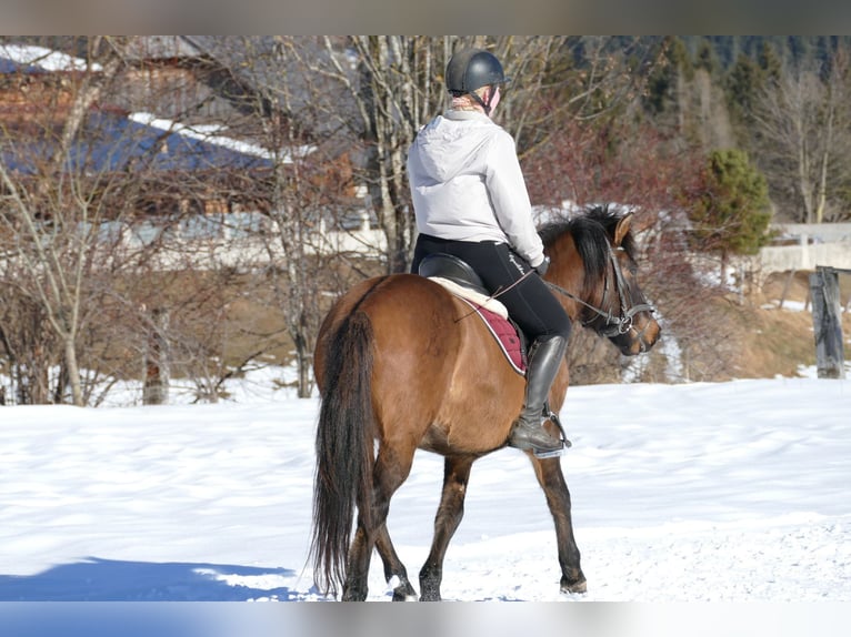 Hutsul Caballo castrado 8 años 146 cm Bayo in Ramsau