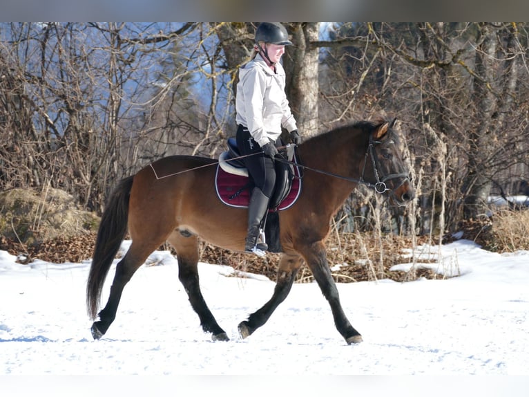 Hutsul Caballo castrado 8 años 146 cm Bayo in Ramsau