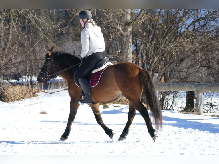 Hutsul Caballo castrado 8 años 146 cm Bayo in Ramsau