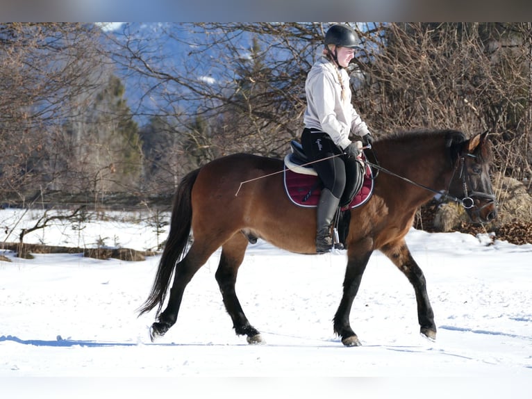 Hutsul Caballo castrado 8 años 146 cm Bayo in Ramsau