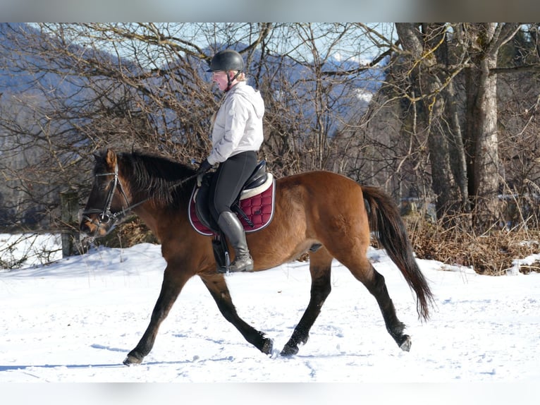 Hutsul Caballo castrado 8 años 146 cm Bayo in Ramsau