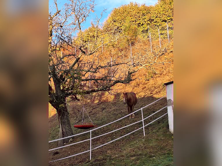 Hutsul Caballo castrado 8 años 148 cm Alazán in Jennersdorf