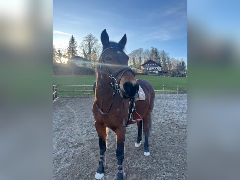 Hutsul Caballo castrado 8 años 150 cm Castaño in St Wolfgang