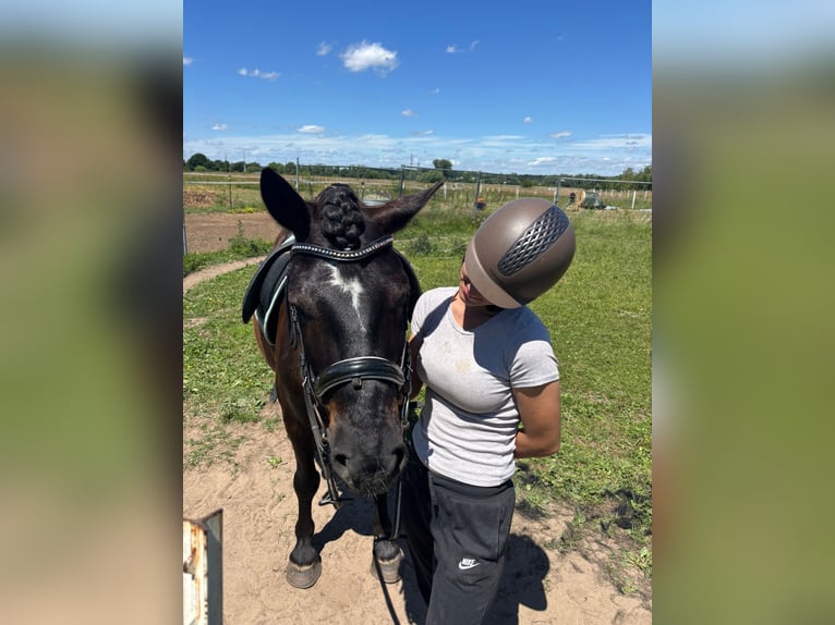 Hutsul Mestizo Caballo castrado 9 años 140 cm Morcillo in Groß-Umstadt