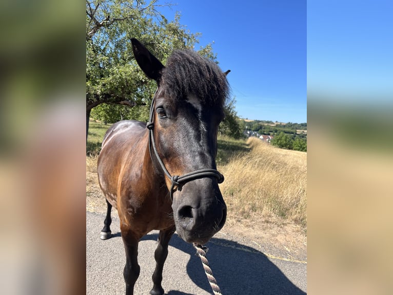 Hutsul Mestizo Caballo castrado 9 años 140 cm Morcillo in Groß-Umstadt