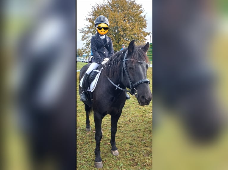 Hutsul Caballo castrado 9 años 140 cm Negro in Seekirchen