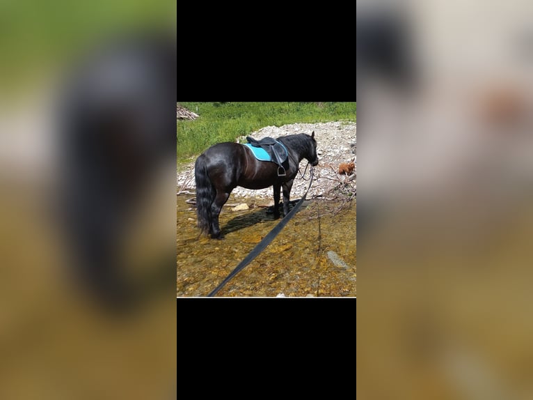 Hutsul Caballo castrado 9 años 140 cm Negro in Seekirchen