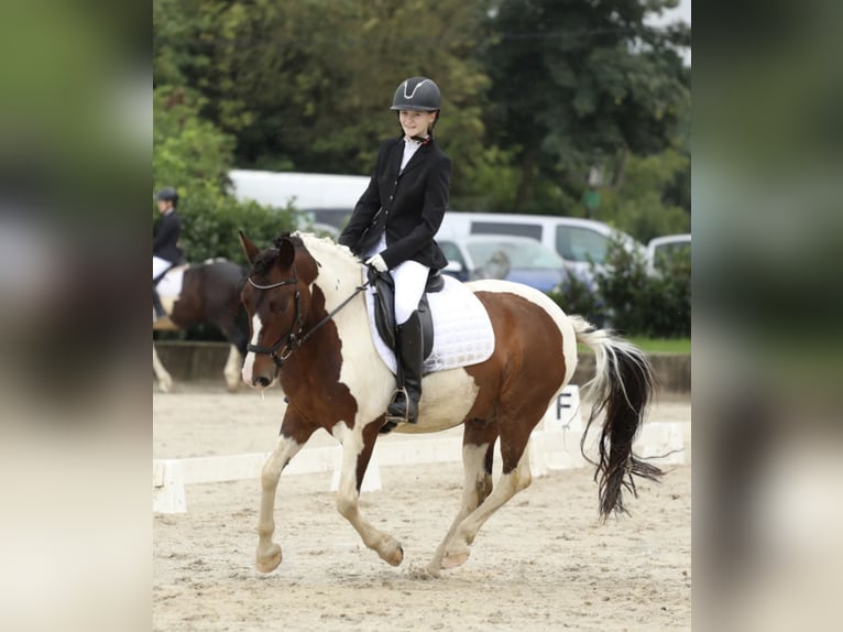 Hutsul Caballo castrado 9 años 140 cm Pío in Yspertal