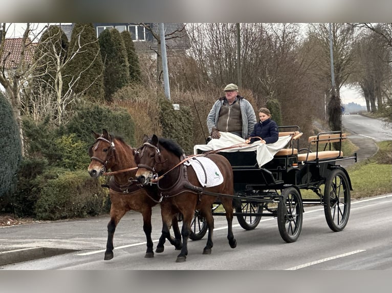 Hutsul Caballo castrado 9 años 142 cm Castaño in Riedlingen