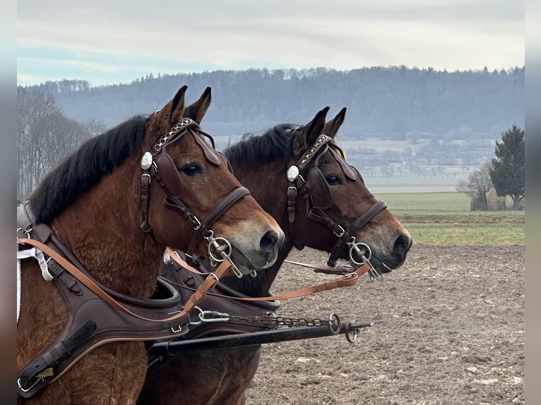 Hutsul Caballo castrado 9 años 142 cm Castaño in Riedlingen