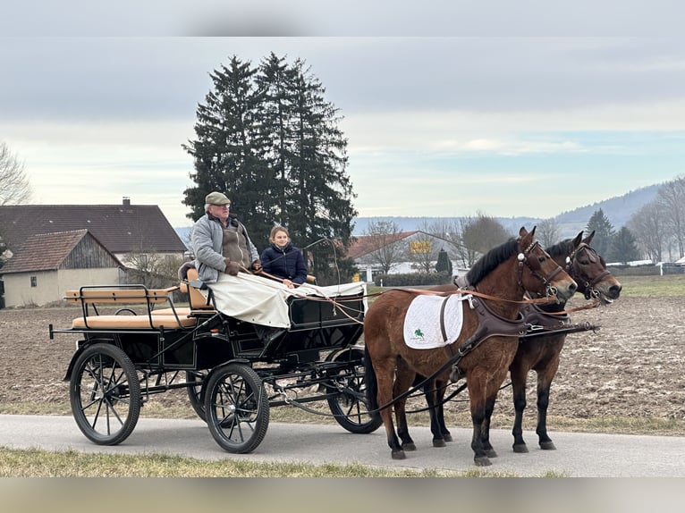 Hutsul Caballo castrado 9 años 142 cm Castaño in Riedlingen