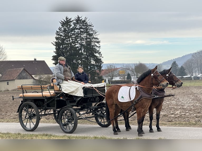 Hutsul Caballo castrado 9 años 142 cm Castaño in Riedlingen