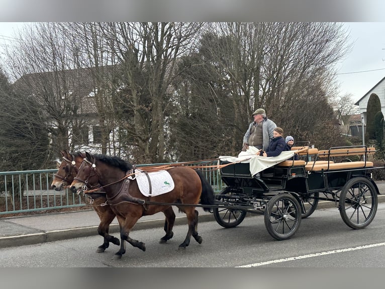 Hutsul Caballo castrado 9 años 142 cm Castaño in Riedlingen