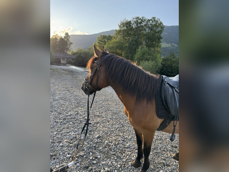 Hutsul Caballo castrado 9 años 143 cm Bayo in Sankt Margarethen im Lungau