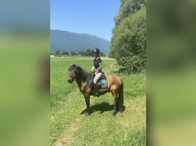 Hutsul Caballo castrado 9 años 143 cm Bayo in Sankt Margarethen im Lungau