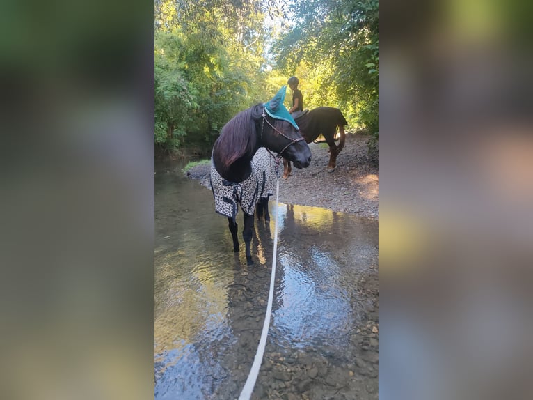 Hutsul Mestizo Caballo castrado 9 años 147 cm Negro in Schönau an der Triesting