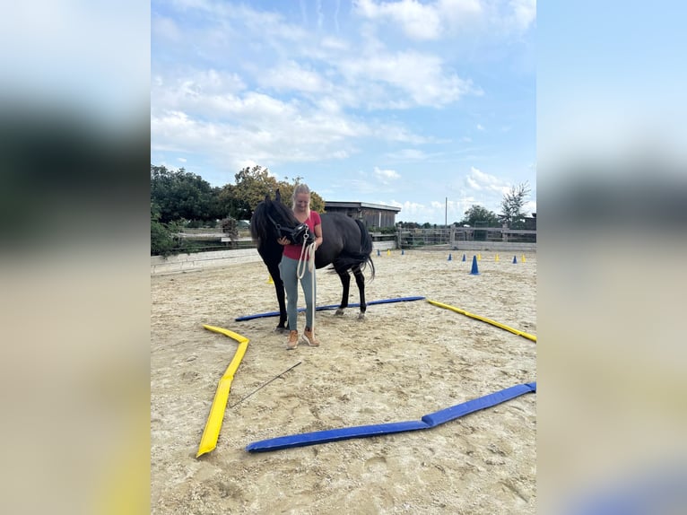 Hutsul Mestizo Caballo castrado 9 años 147 cm Negro in Schönau an der Triesting