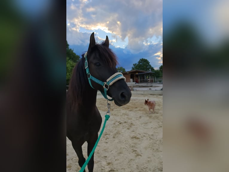 Hutsul Mestizo Caballo castrado 9 años 147 cm Negro in Schönau an der Triesting