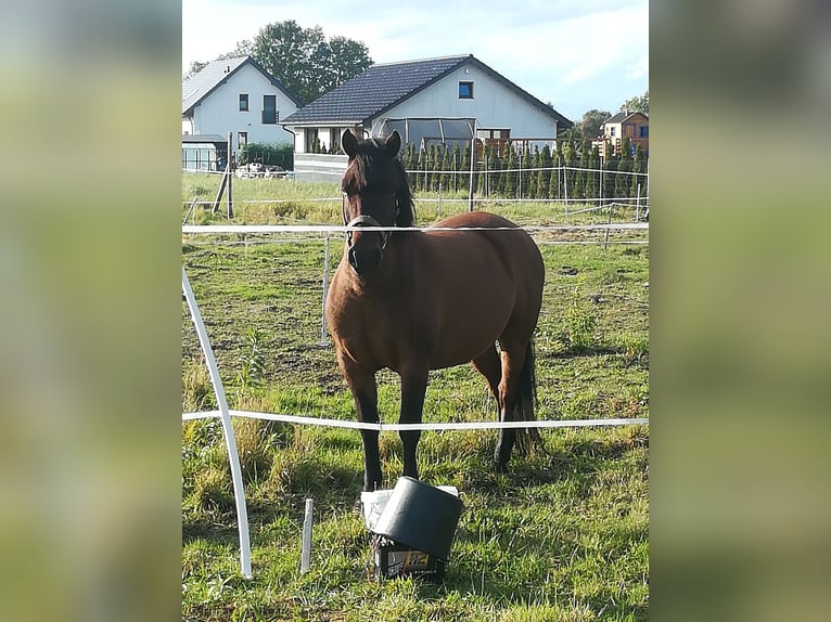 Hutsul Caballo castrado 9 años 157 cm Castaño rojizo in RURZYCA