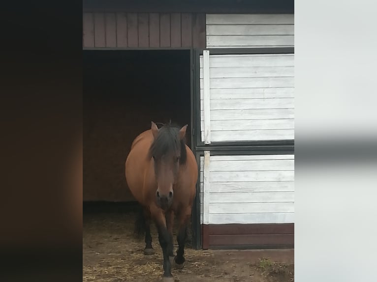 Hutsul Caballo castrado 9 años 157 cm Castaño rojizo in RURZYCA