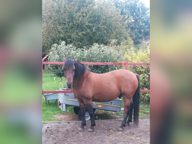 Hutsul Caballo castrado 9 años 157 cm Castaño rojizo in RURZYCA