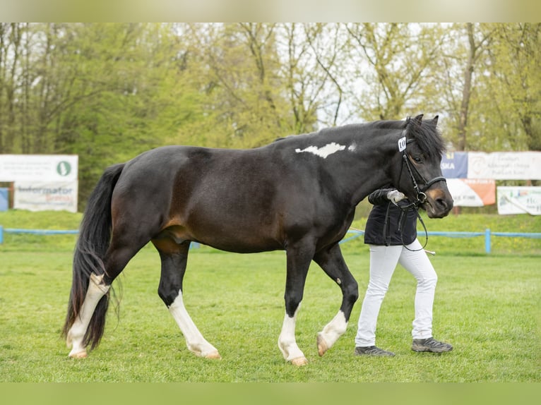 Hutsul Semental 3 años 143 cm Tobiano-todas las-capas in Tyrawa Wo&#x142;oska