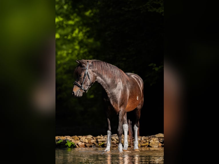 Hutsul Semental 3 años 143 cm Tobiano-todas las-capas in Tyrawa Wo&#x142;oska