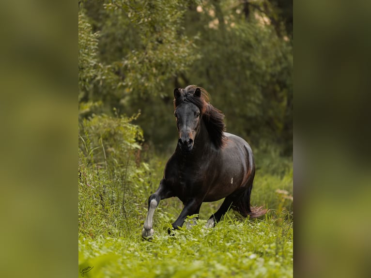 Hutsul Semental 3 años 143 cm Tobiano-todas las-capas in Tyrawa Wo&#x142;oska