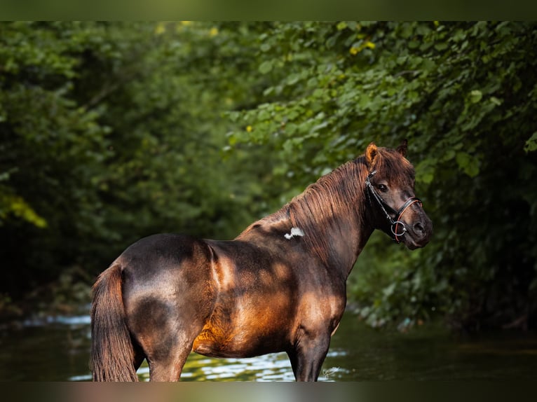 Hutsul Semental 3 años 143 cm Tobiano-todas las-capas in Tyrawa Wo&#x142;oska