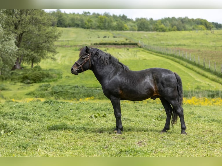 Hutsul Semental 3 años 143 cm Tobiano-todas las-capas in Tyrawa Wo&#x142;oska