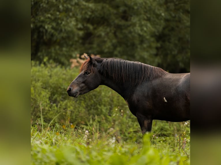 Hutsul Semental 3 años 143 cm Tobiano-todas las-capas in Tyrawa Wo&#x142;oska