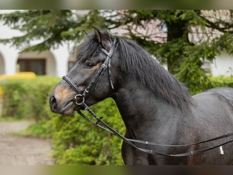 Hutsul Semental 3 años 143 cm Tobiano-todas las-capas in Tyrawa Wo&#x142;oska