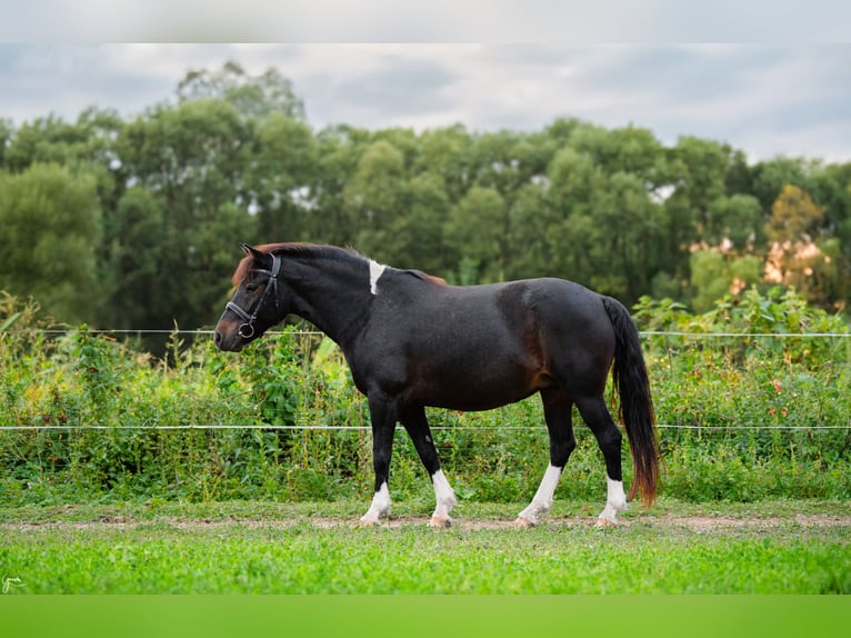Hutsul Semental 3 años 143 cm Tobiano-todas las-capas in Tyrawa Wo&#x142;oska
