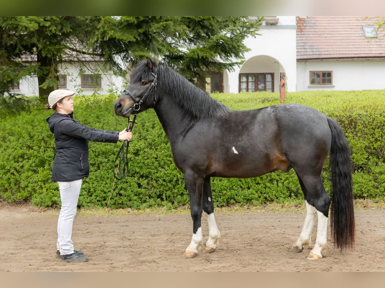 Hutsul Semental 3 años 143 cm Tobiano-todas las-capas in Tyrawa Wo&#x142;oska