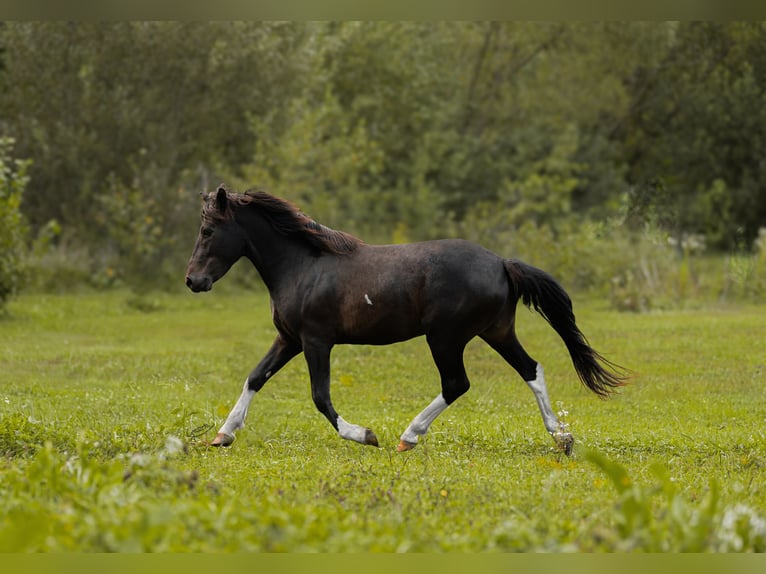 Hutsul Semental 3 años 143 cm Tobiano-todas las-capas in Tyrawa Wo&#x142;oska