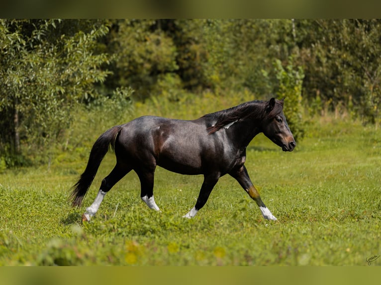 Hutsul Semental 3 años 143 cm Tobiano-todas las-capas in Tyrawa Wo&#x142;oska